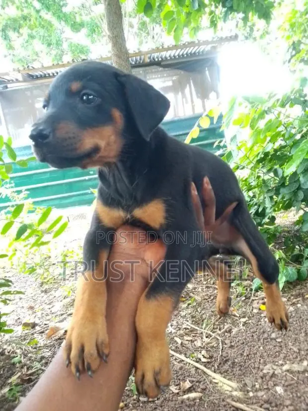 1-3 months Female Purebred Doberman Pinscher · Photo 1