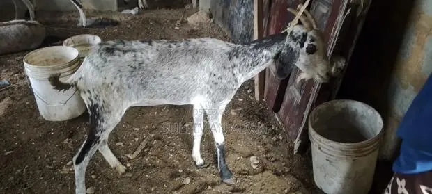Sahelian Goat · Photo 2