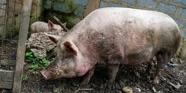220kg Pig Available · Photo 1