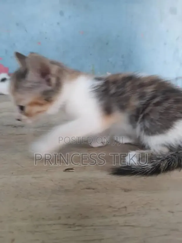 1-3 months Female Purebred Cat · Photo 3