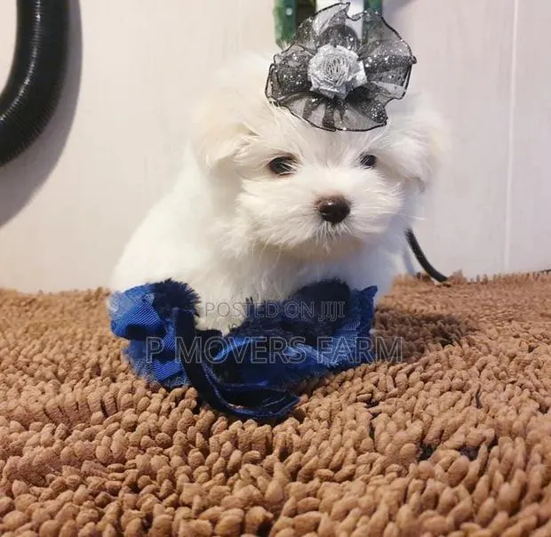 1-3 months Female Purebred Maltese · Photo 1