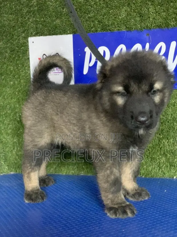 1-3 months Female Purebred Caucasian Shepherd · Photo 1