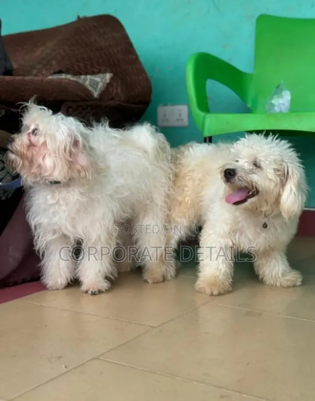 6-12 months Male Purebred Poodle · Photo 1