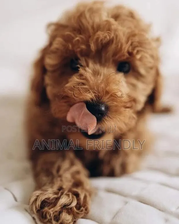 1-3 months Male Purebred Poodle · Photo 1