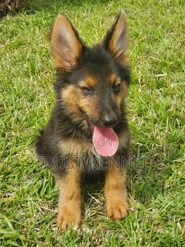 1-3 months Female Purebred German Shepherd · Photo 1