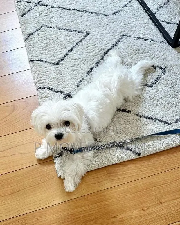 1-3 months Male Purebred Poodle · Photo 1