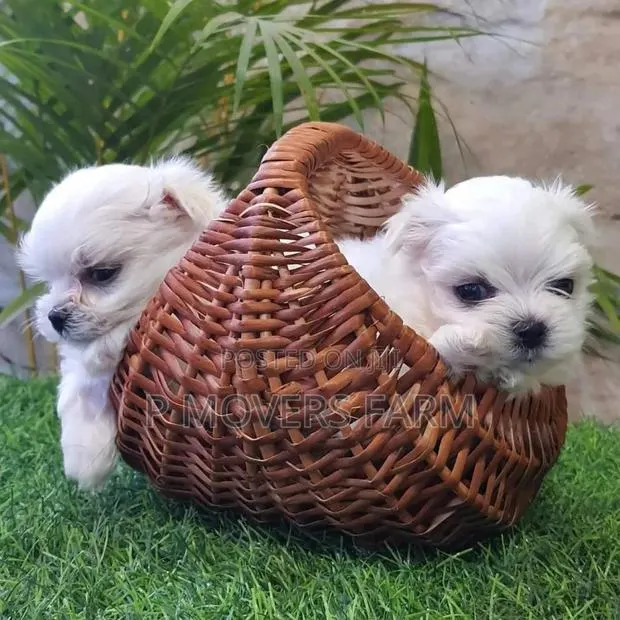 1-3 months Male Purebred Poodle · Photo 1