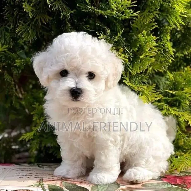 1-3 months Male Purebred Lhasa Apso · Photo 1