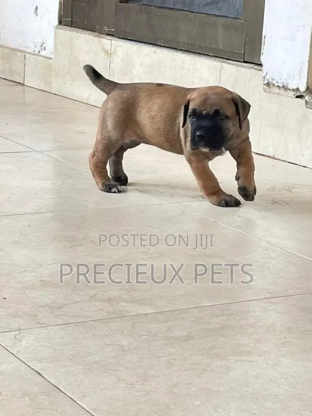 1-3 Months Male Purebred Boerboel · Photo 1