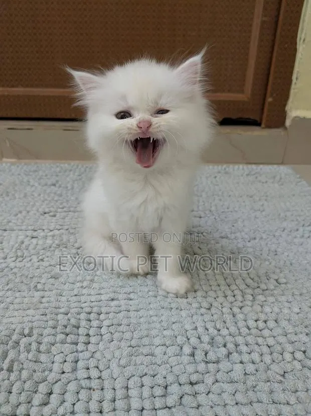 1-3 months Female Purebred Persian · Photo 1