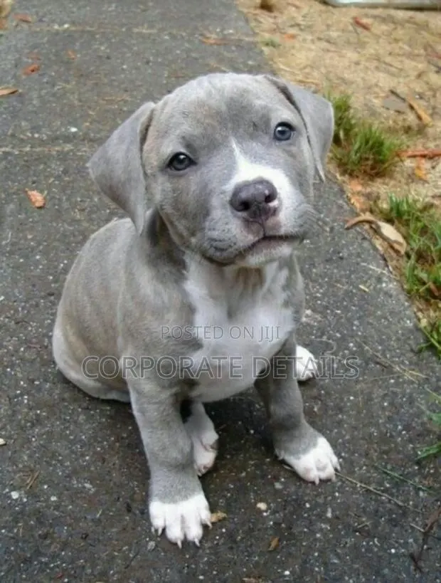 1-3 months Male Purebred American Pit Bull Terrier · Photo 1