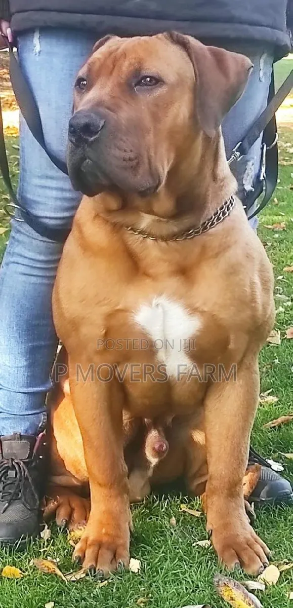 1-3 months Male Purebred Boerboel · Photo 1