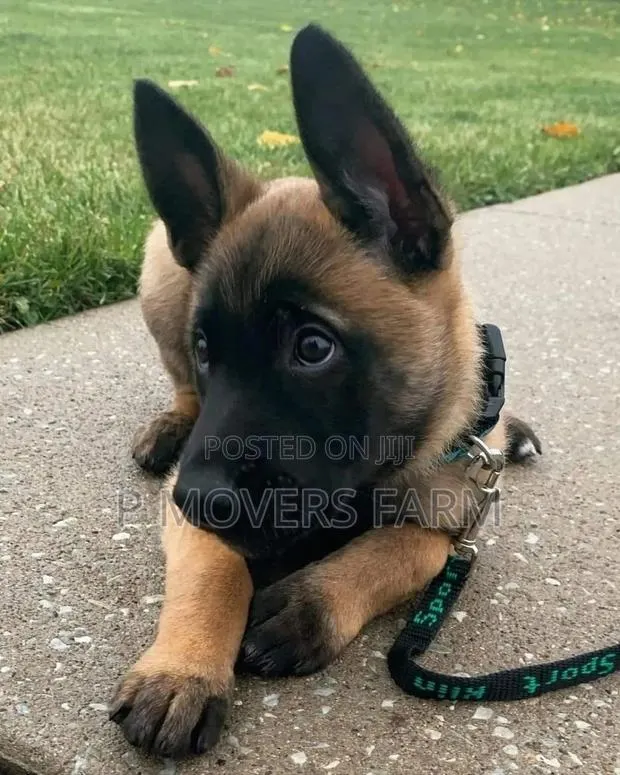 1-3 months Male Purebred Belgian Malinois · Photo 1
