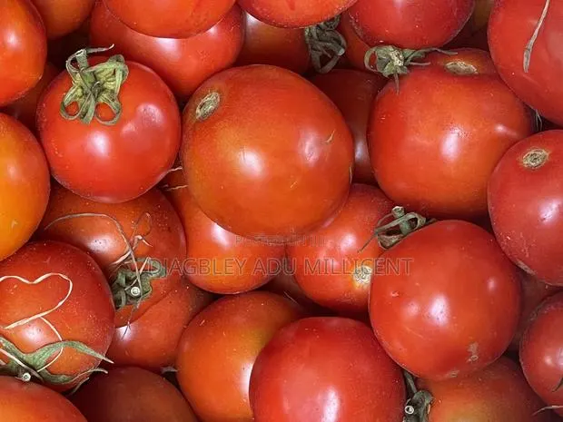 Fresh Tomatoes at an Affordable Price · Photo 1