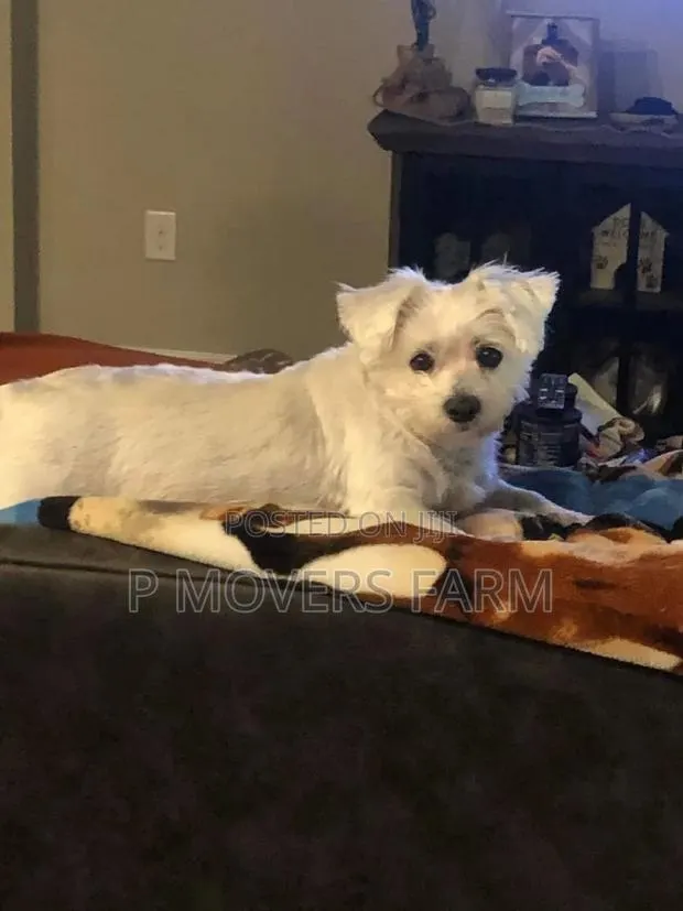 1-3 months Female Purebred Maltese · Photo 1