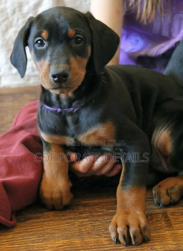 1-3 months Male Purebred Doberman Pinscher · Photo 1