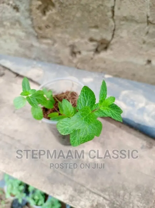 Vegetables Seedlings · Photo 1