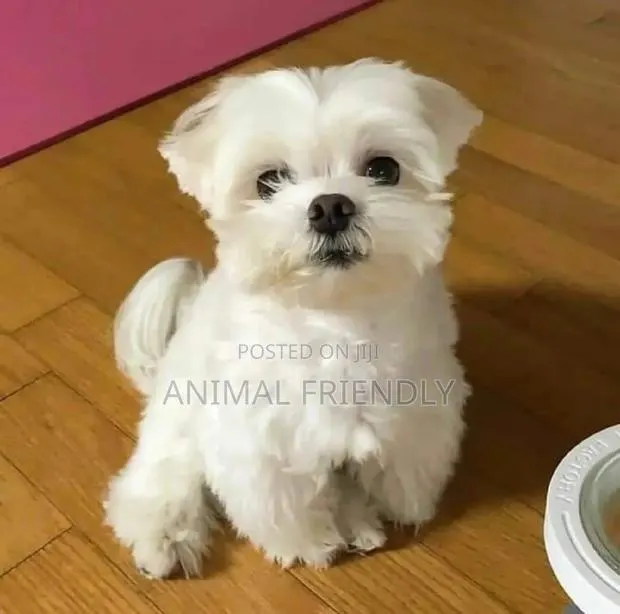 1-3 months Male Purebred Maltese · Photo 1