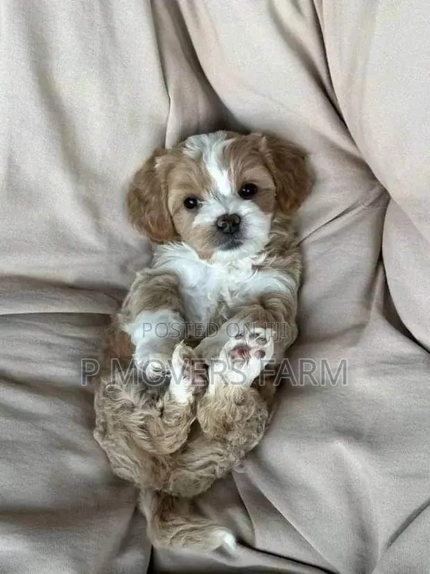 1-3 months Male Purebred Poodle · Photo 1