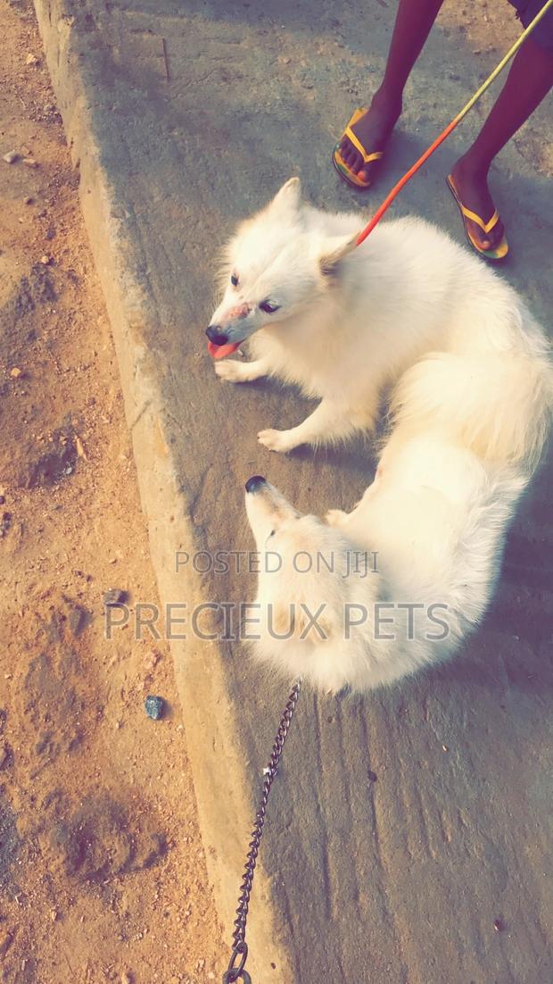Crossing For American Eskimo #3- Vom Larry · Photo 4