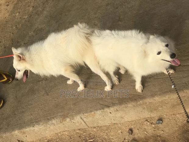 Crossing For American Eskimo #3- Vom Larry · Photo 3