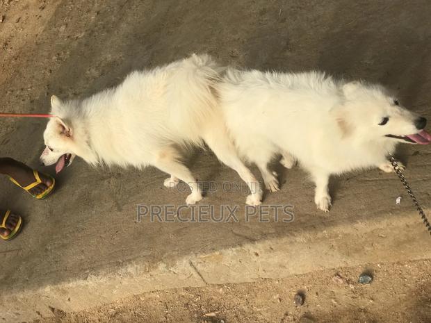 Crossing For American Eskimo #3- Vom Larry · Photo 2