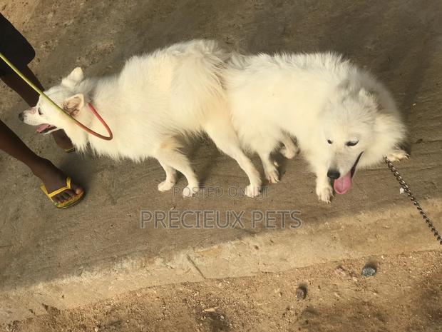 Crossing For American Eskimo #3- Vom Larry · Photo 5