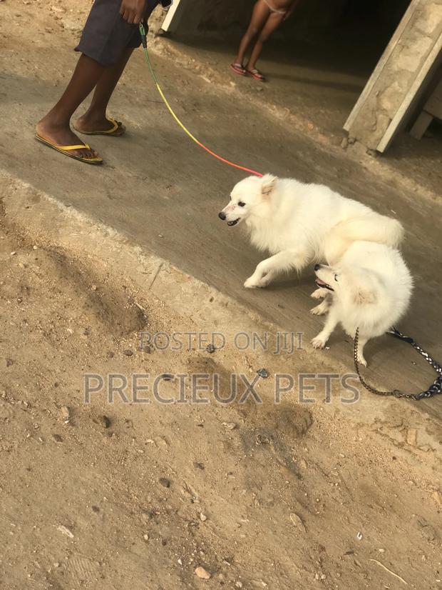 Crossing For American Eskimo #3- Vom Larry · Photo 6