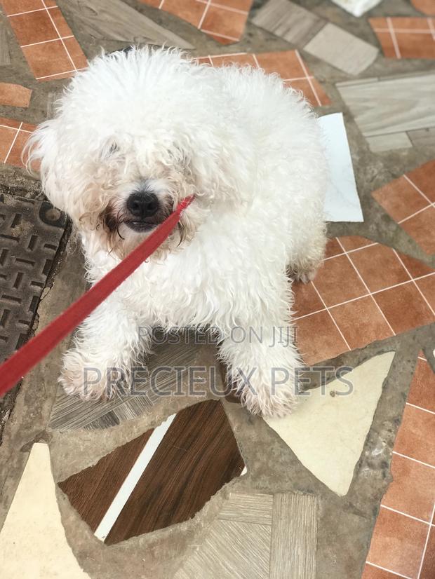 Grooming Appointment For TOY DOGS · Photo 2