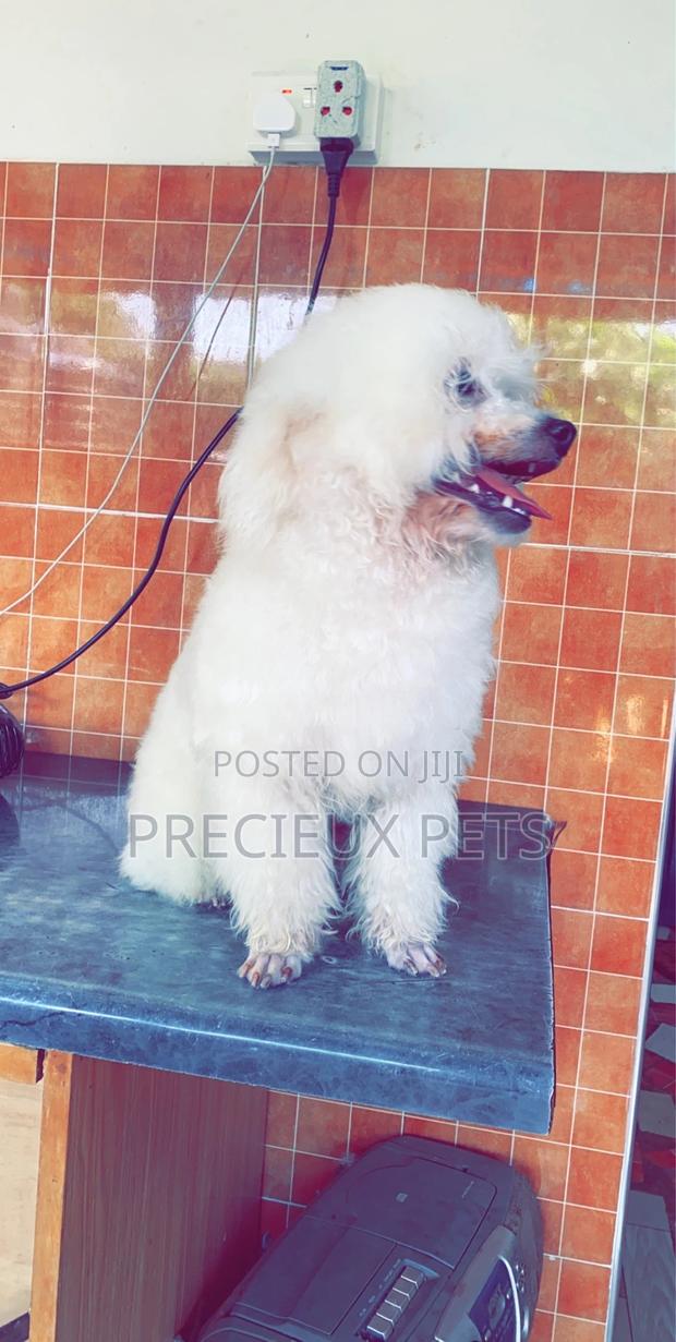 Grooming Appointment For TOY DOGS · Photo 4