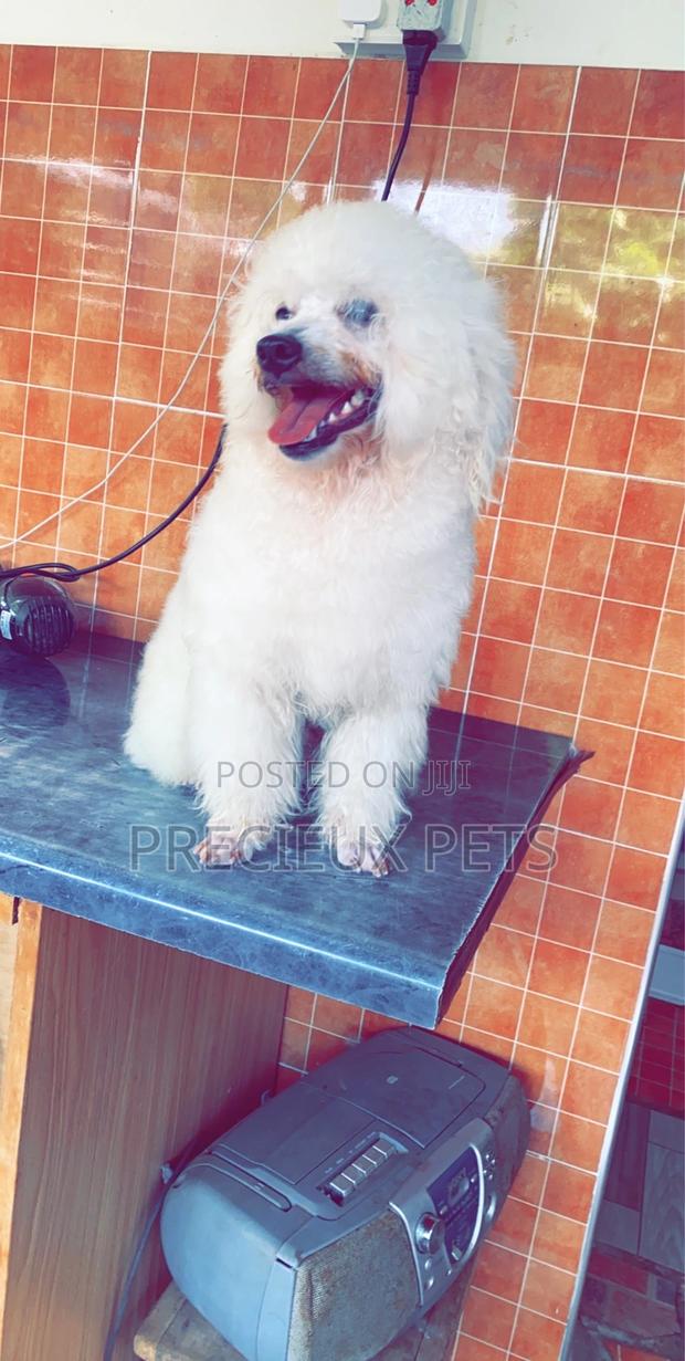 Grooming Appointment For TOY DOGS · Photo 5