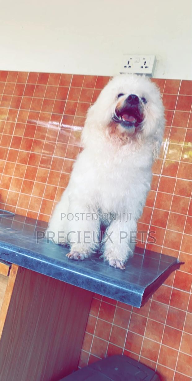 Grooming Appointment For TOY DOGS · Photo 6