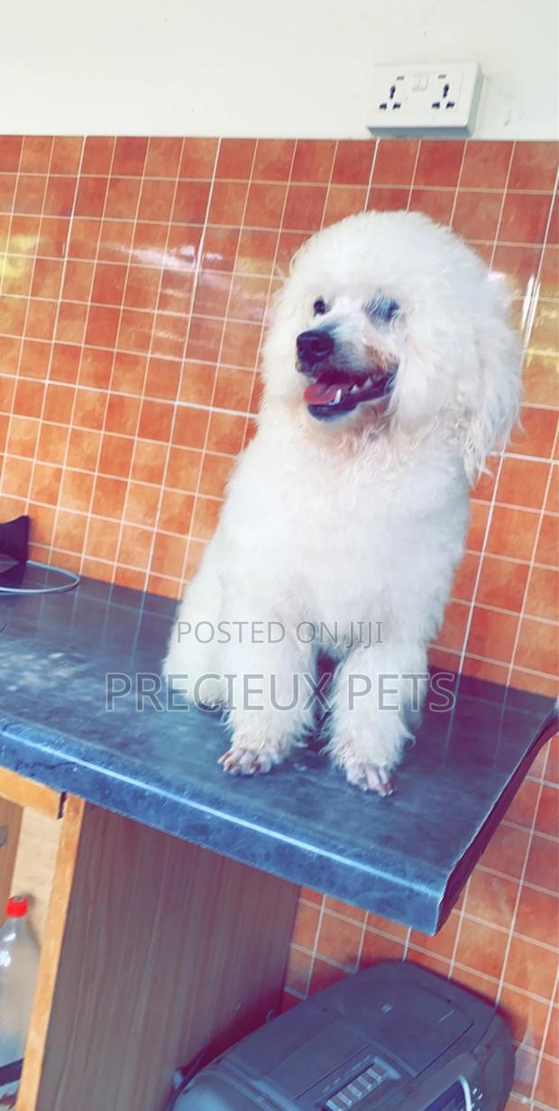 Grooming Appointment For TOY DOGS · Photo 3