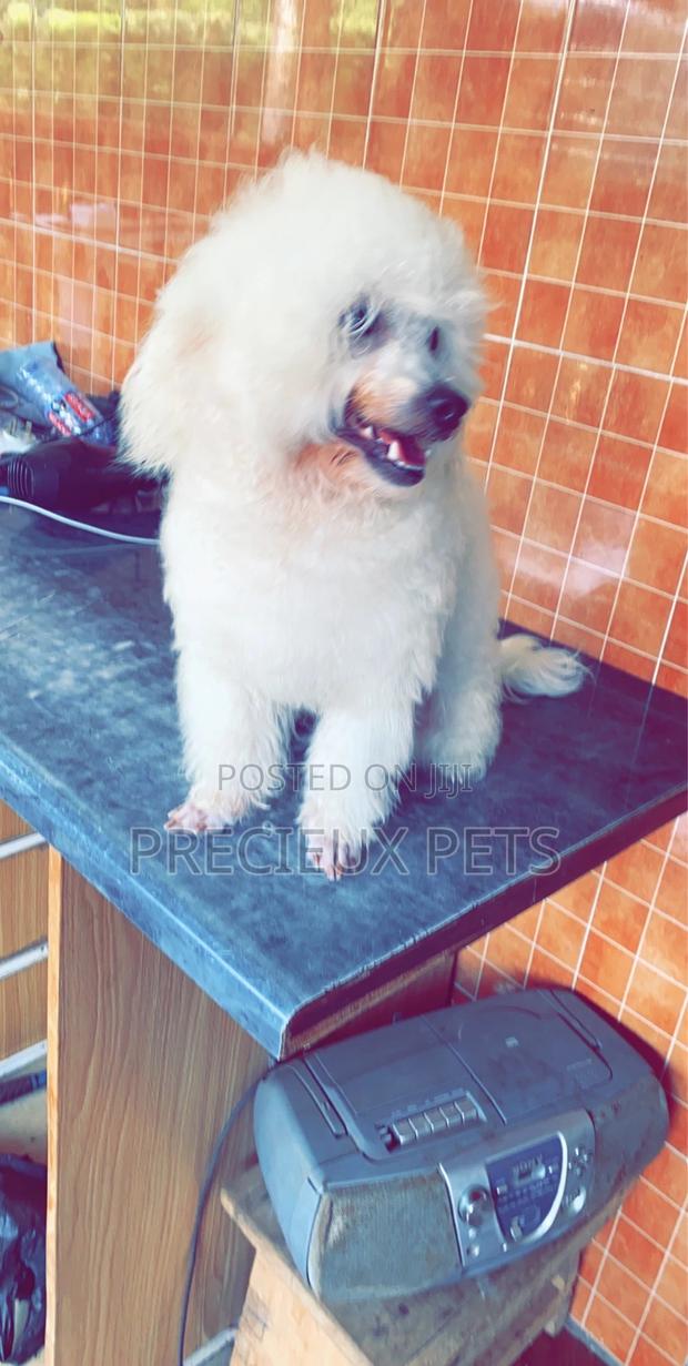 Grooming Appointment For TOY DOGS · Photo 7