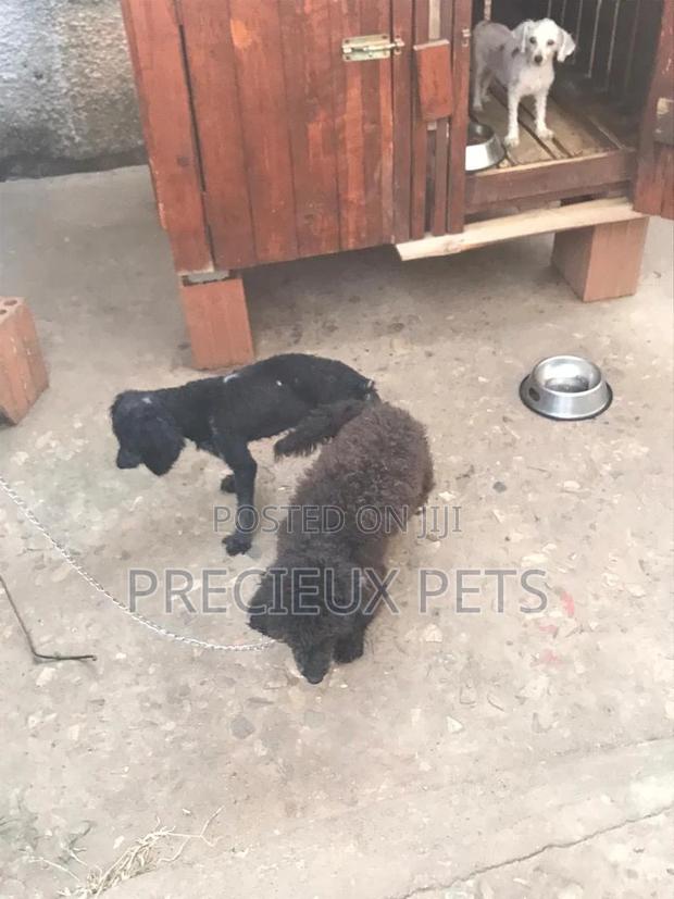Stud Services Available For Black Poodle · Photo 2