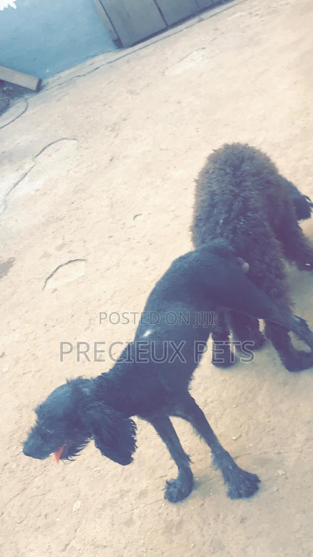 Stud Services Available For Black Poodle · Photo 3