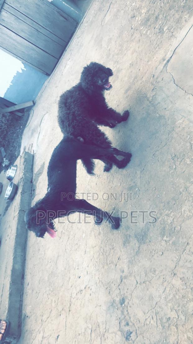 Stud Services Available For Black Poodle · Photo 4