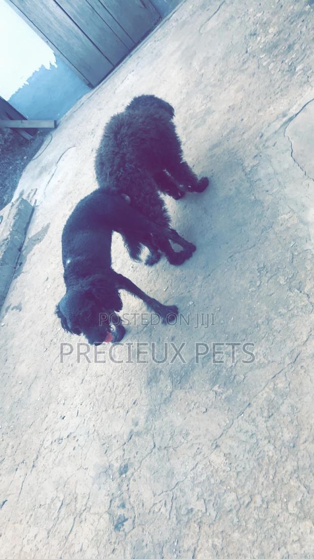 Stud Services Available For Black Poodle · Photo 5