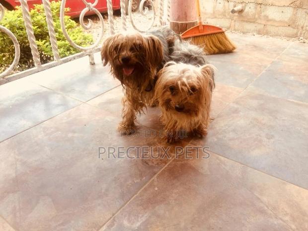 Stud Services Available For Yorkies