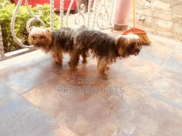 Stud Services Available For Yorkies · Photo 2