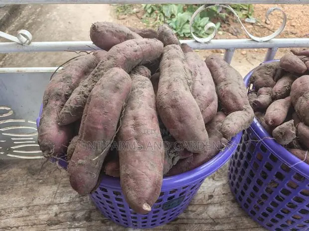 Purple Fleshed Sweet Potato (Purple Cream) · Photo 1