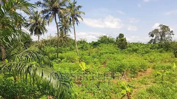 Mankessim Farm Lands for Sale · Photo 1