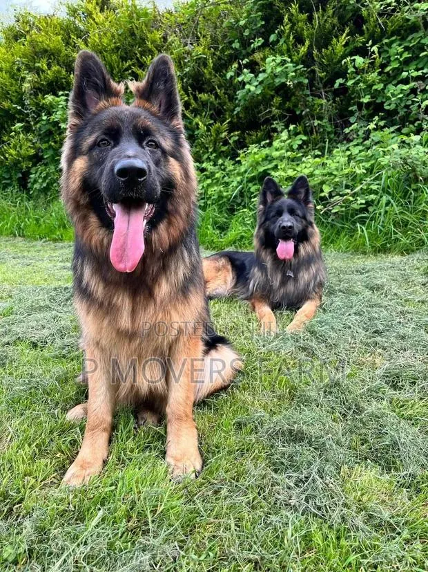 1-3 months Male Purebred German Shepherd · Photo 1