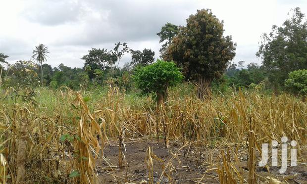 Farmlands,Residential Lands and Cocoa Farmlands · Photo 1