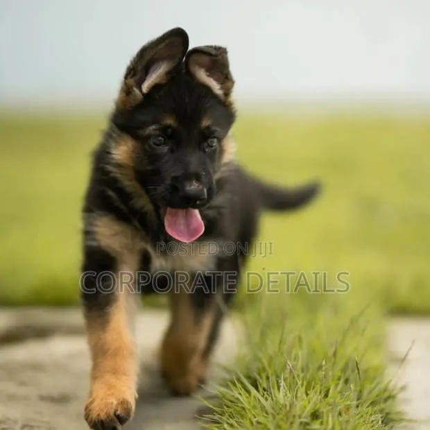 1-3 months Male Purebred German Shepherd · Photo 1
