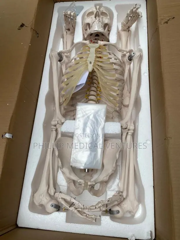 Skeleton Model · Photo 1
