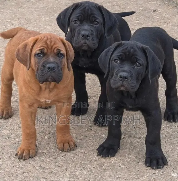 1-3 months Female Purebred Boerboel · Photo 1