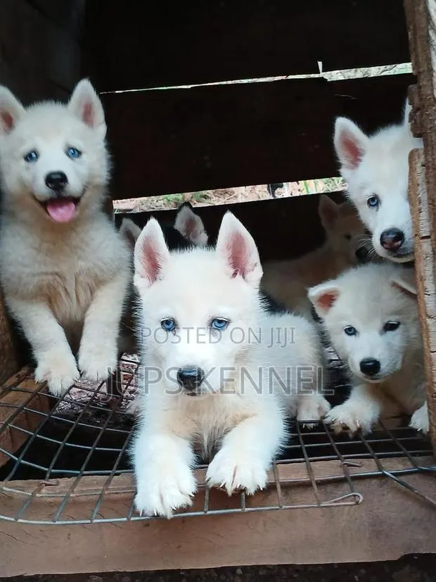 1-3 months Female Purebred Siberian Husky · Photo 1