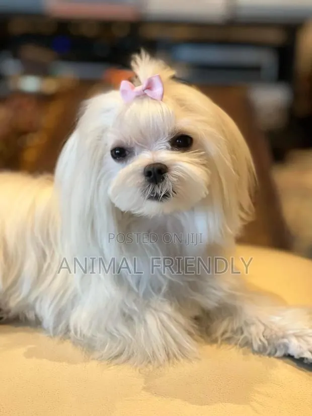 1-3 months Female Purebred Maltese · Photo 1