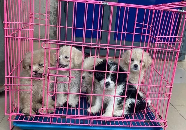 1-3 months Female Purebred Maltese · Photo 1